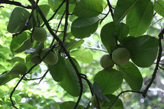 Artocarpus lacucha